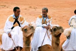 Image du Maroc Professionnelle de  Des hommes du désert s’apprêtent à une course de chameaux organisé dans un site désertique sur lequel la ville de Tan Tan a toujours accueilli la majorité des tribus et des grandes familles nomades du désert lors d'un grand Moussem, Samedi 18 septembre 2004. Le festival parrainé par l'UNESCO rassemble des milliers de nomades du Maroc. (Photo / Abdeljalil Bounhar) 